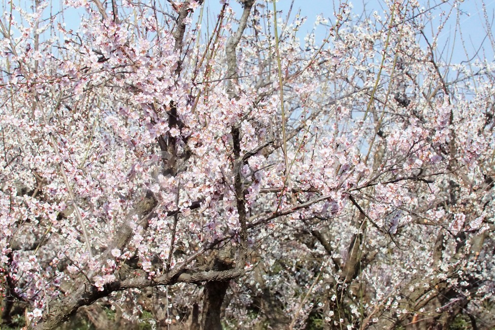 봄,매화,식물,자연,해남,매실농원,계절,초록,분홍,흰색,flower,spring,season,nature,나무,trees,화사함,아름다움,매실,매화꽃,pink,white,green,봄,계절,spring,season,식물,자연,plants,nature,꽃,flower,plant,blossom