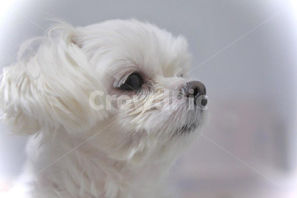 dog,개,애완동물,pet,animal,동물,puppy,강아지,동물,animal,포유류,mammal,개,강아지,dog,doggy