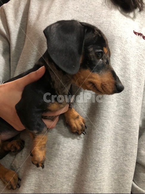 dog,puppy,닥스훈트,강아지,개,동물,animal,dachshund