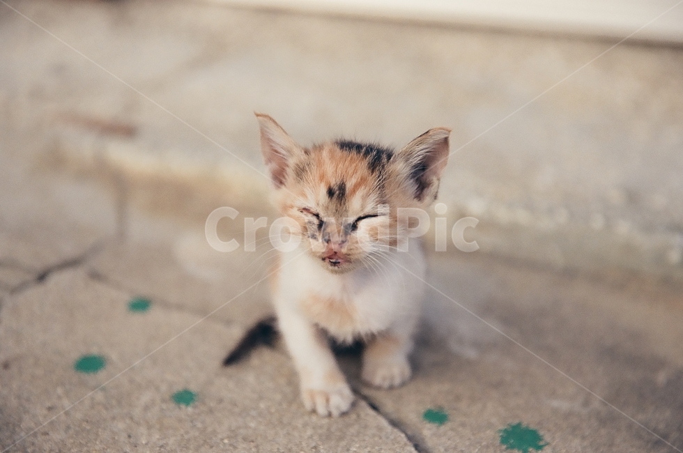 귀여움,야옹,반려동물,cats,mammals,animals,cute,meow,pets,mammal,포유류,cat,고양이,pet,abyssinian,동물,animal,아비시니안,manx,고양이새끼,kitten,동물,animal,포유류,mammal,고양이,cat,kitten,kitty