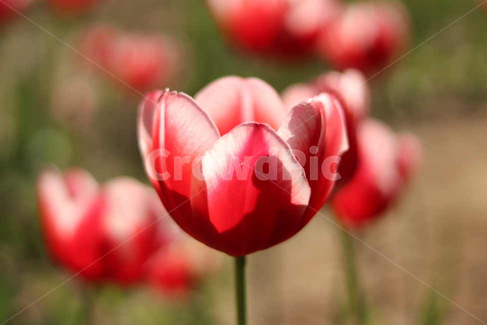 봄,봄꽃,튤립,빛,아름다운꽃,5월,flower,tulip,spring,식물,자연,plants,nature,꽃,flower