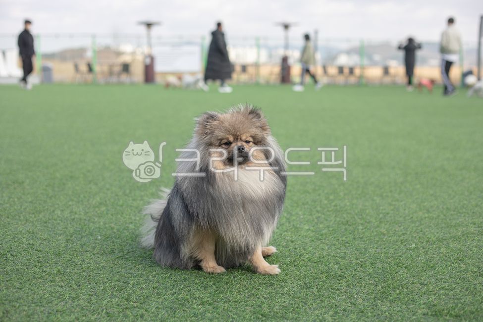 form,puppy,pomeranian,Sableforme
