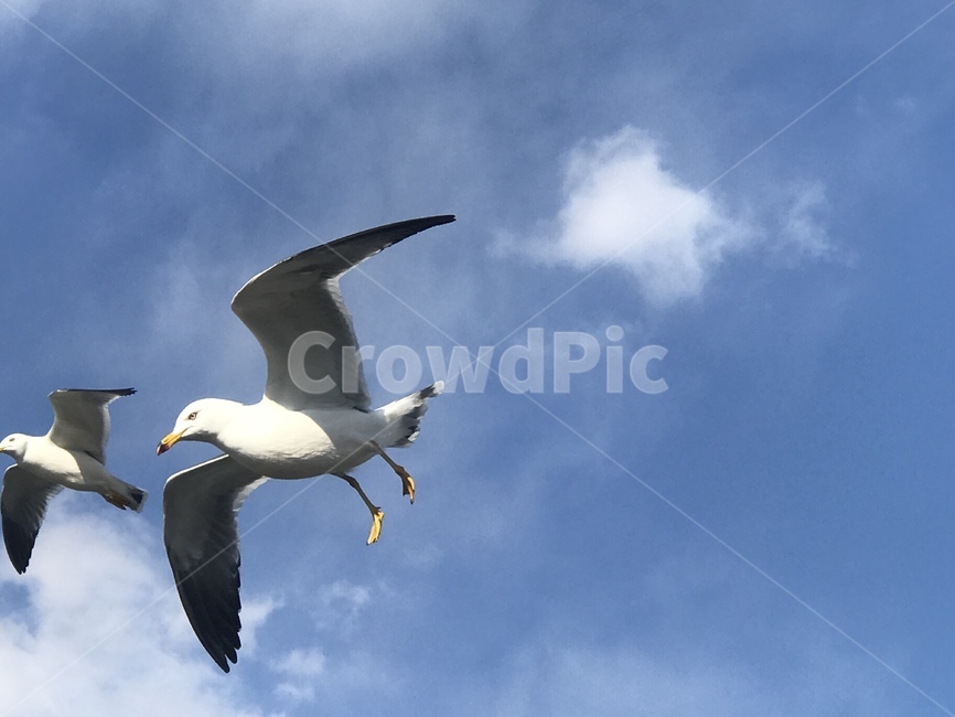 새,하늘,갈매기,구름,자유,바람,동물,animal,조류,새,birds