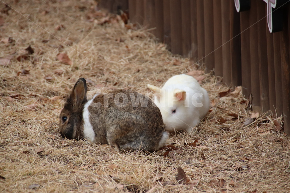 토끼,귀여움,자연,순함,자유로움,동물,animal,포유류,mammal