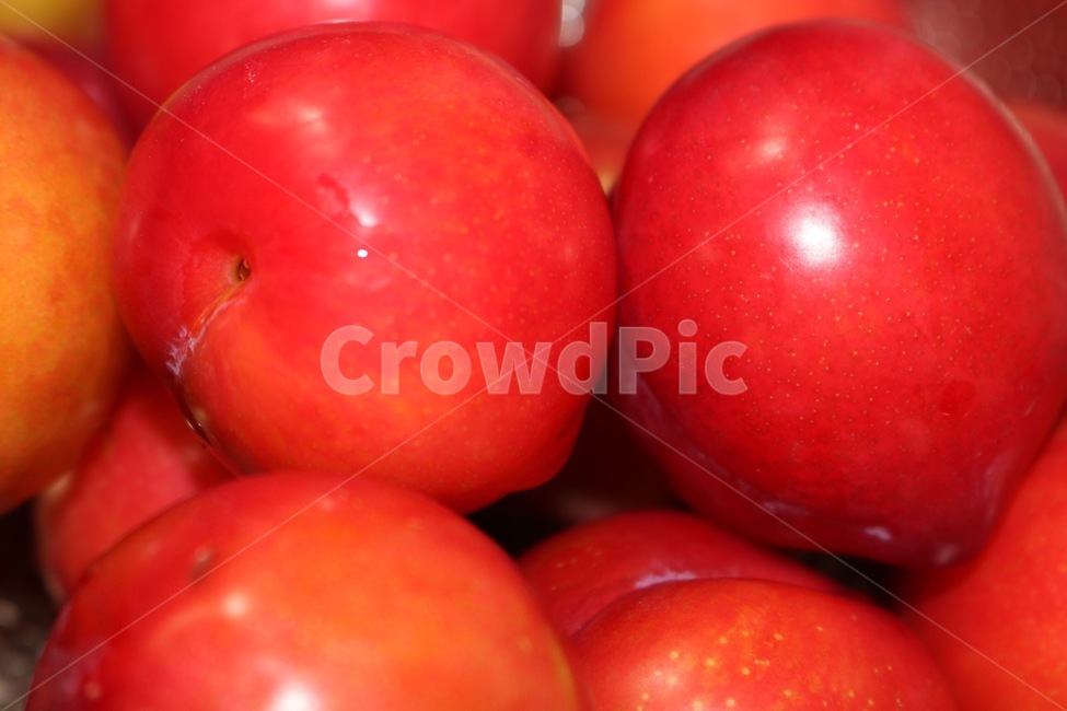과일,여름,자두,빨강,열매,fruit,summer,plum,red,kudamono,natsu,sumomo,aka,zitsu,과일,열매,fruit