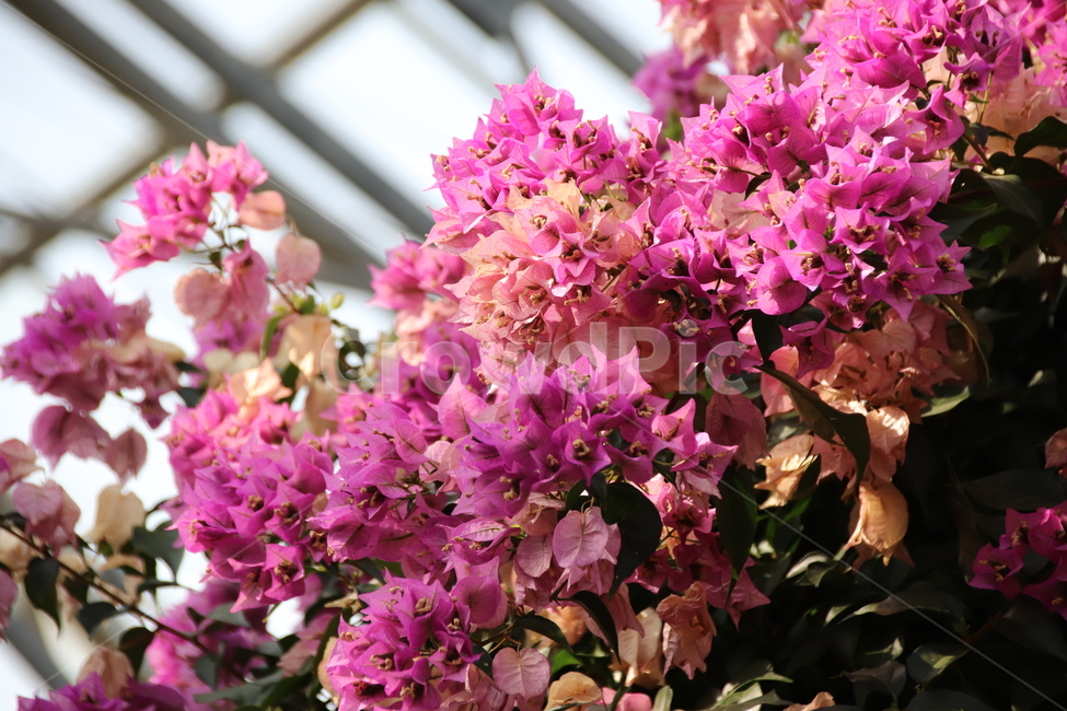 꽃,자연,꽃나무,풍경,수목원,식물,자연,plants,nature,꽃,flower