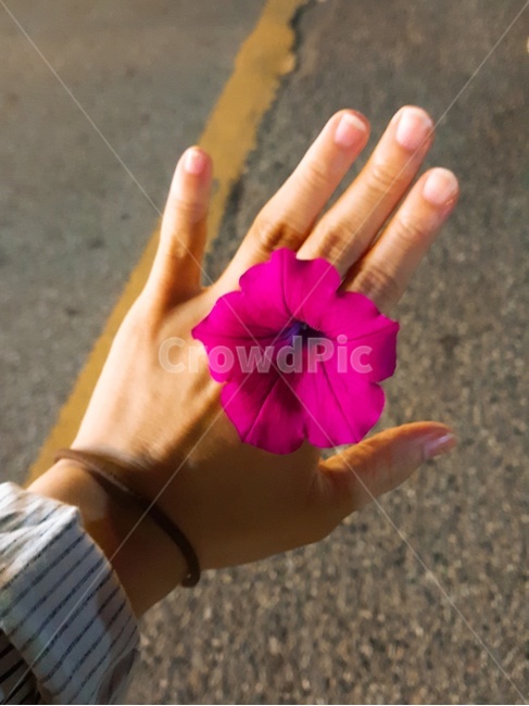 꽃,분홍꽃,손,분위기,예쁜