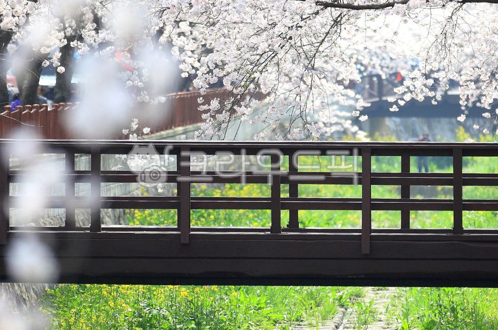 벚꽃,벚꽃나무,벗꽃,벗꽃나무,봄꽃,하얀꽃,봄소식,봄,꽃배경,꽃,바탕,배경,벚꽃축제,개화,만개,감성,자연,outdoors,야외,식물,plant,경치,나뭇가지,활짝핀,벚꽃배경,cherryblossom,blossom,flower,spring,scenery,하얀,tree,나무,landscape,white,아름다운,미,화사한,beautiful,beauty,bright,railing,난간