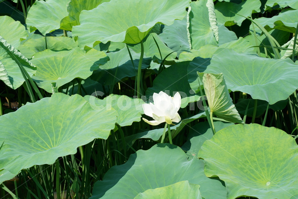백련지,연꽃,백련,백목련,bailian,뱅년
