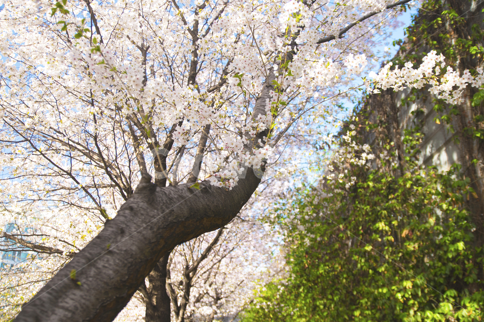 봄,계절,하늘,나무,벚꽃,봄,계절,spring,season,식물,자연,plants,nature,꽃,flower,나무,trees,wood,plant