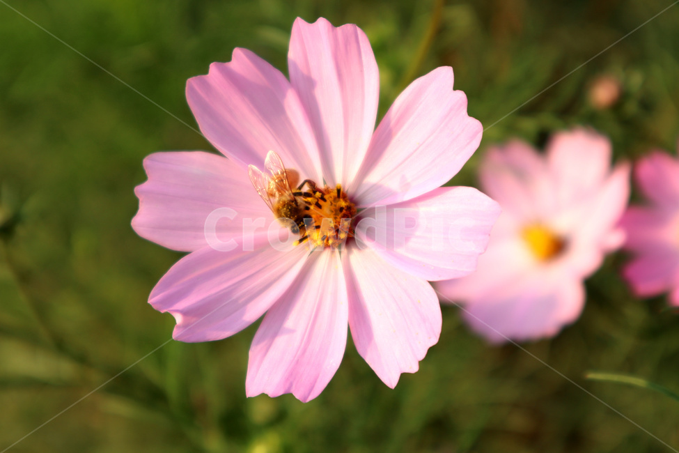 코스모스,벌,꿀벌,분홍색꽃,곤충,식물,flower,bee,가을,계절,fall,autumn,season,식물,자연,plants,nature,꽃,flower,plant