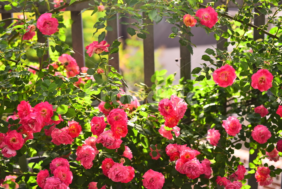 장미,5월,rose,로즈,빨강색꽃,계절,시즌,배경,바탕,백그라운드,넝쿨장미,울타리,꽃,flowers,fence,펜스