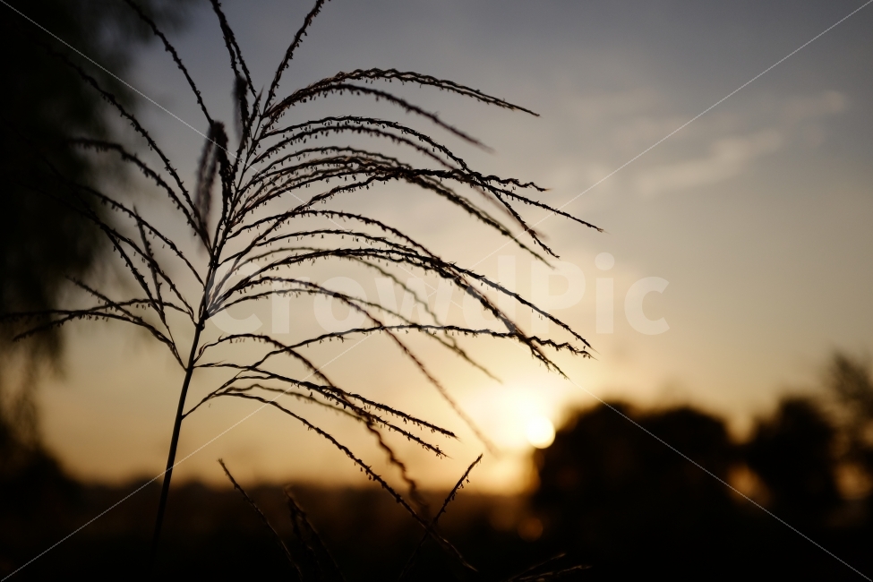 억새,억새밭,자연,풍경,감성사진,식물,자연,plants,nature,감성,sensible,feeling