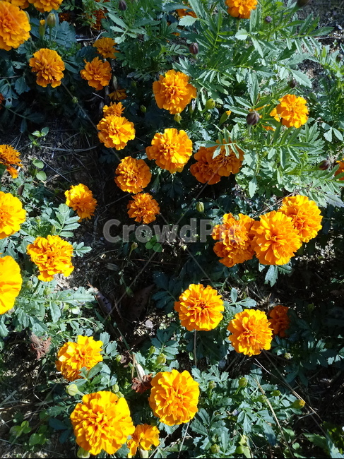 금잔화,메리골드,식물,꽃,plant,금송화,하국,도경,marigold,식물,자연,plants,nature,꽃,flower