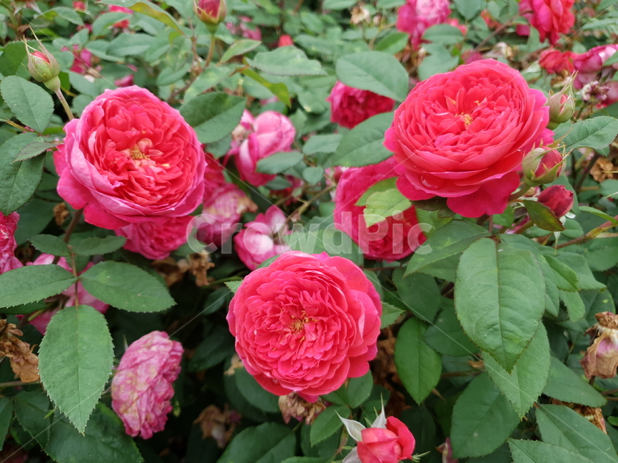 분홍장미,장미꽃,꽃,진분홍장미,장미밭,rose,알록달록장미,분홍꽃,자연,식물,장미원,장미,야외,꽃축제
