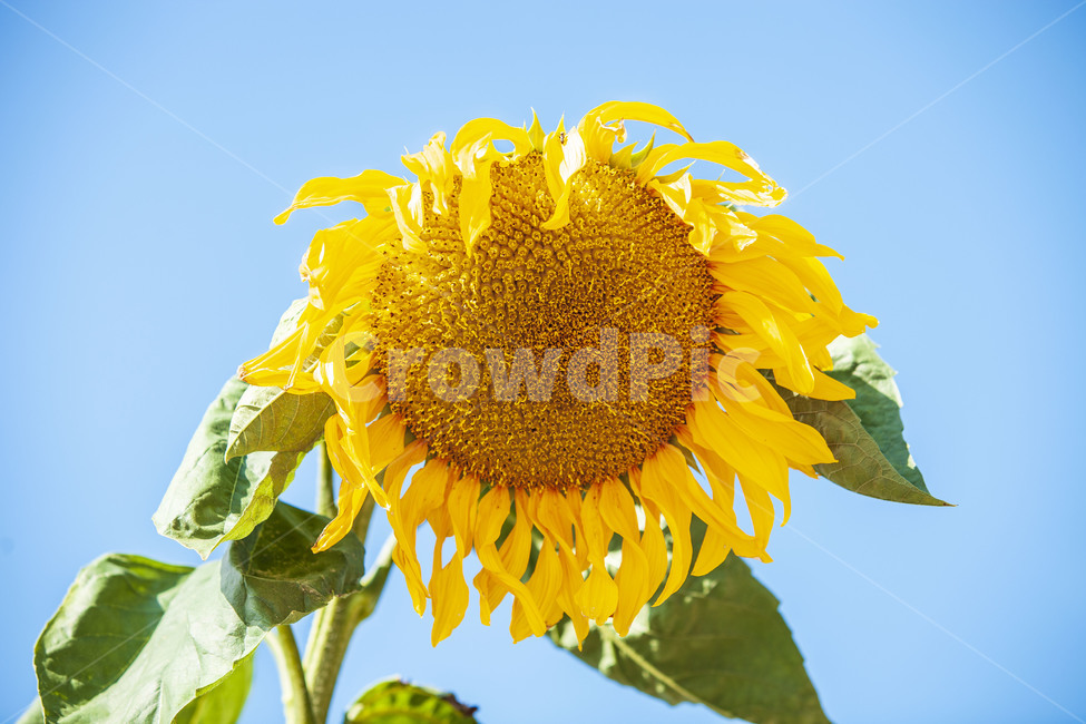 해바라기,여름,가을,노란,꽃,식물,자연,plants,nature,꽃,flower