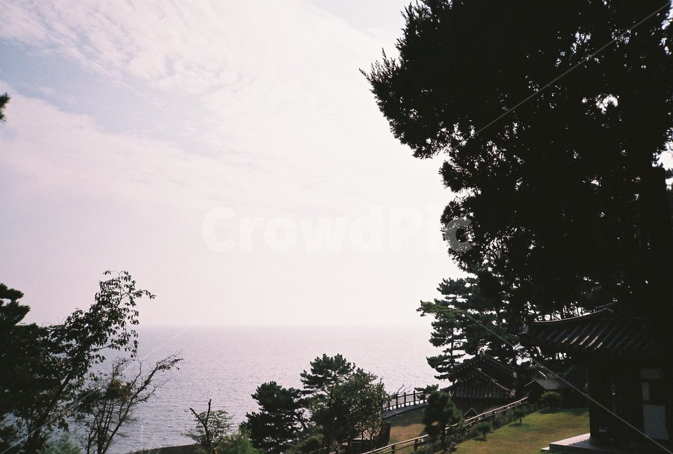 나무,tree,식물,plant,바다,sea,자연,nature,필름,필름사진,film,경치,풍경,landscape,outdoors,옥외,water,물