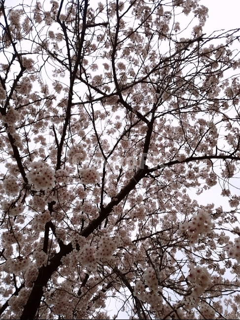 벚꽃,나무,만개,꽃,벚꽃나무,봄,계절,spring,season,식물,자연,plants,nature,나무,trees,wood,plant,blossom,flower