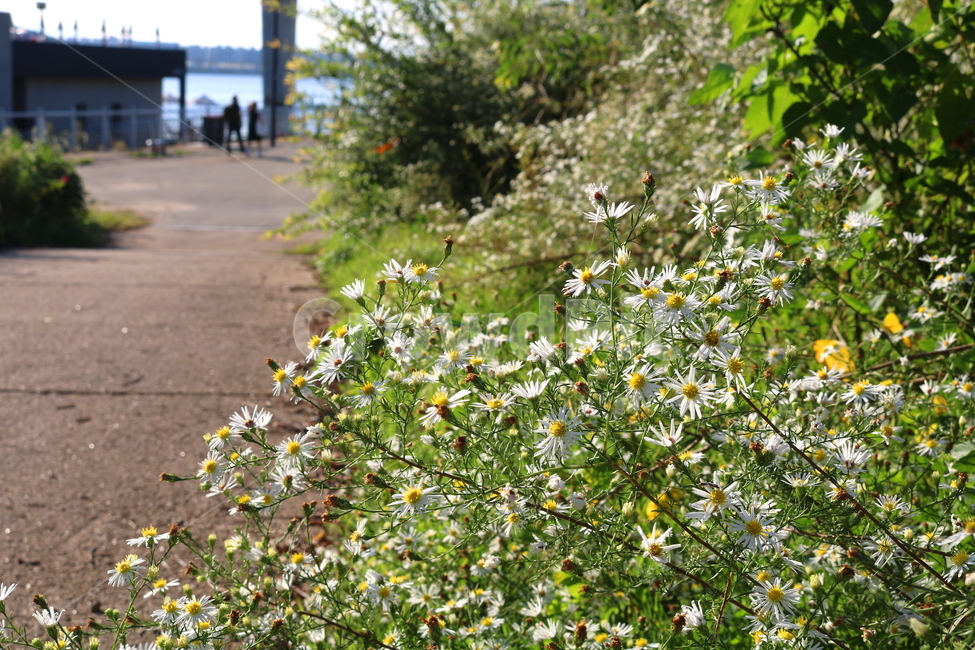 꽃,쑥부쟁이,식물,야생화,들꽃,미국쑥부쟁이,털쑥부쟁이,국화,국화과,자연,흰꽃,작은꽃,공원,한강공원,산책길,식물,자연,plants,nature,꽃,flower