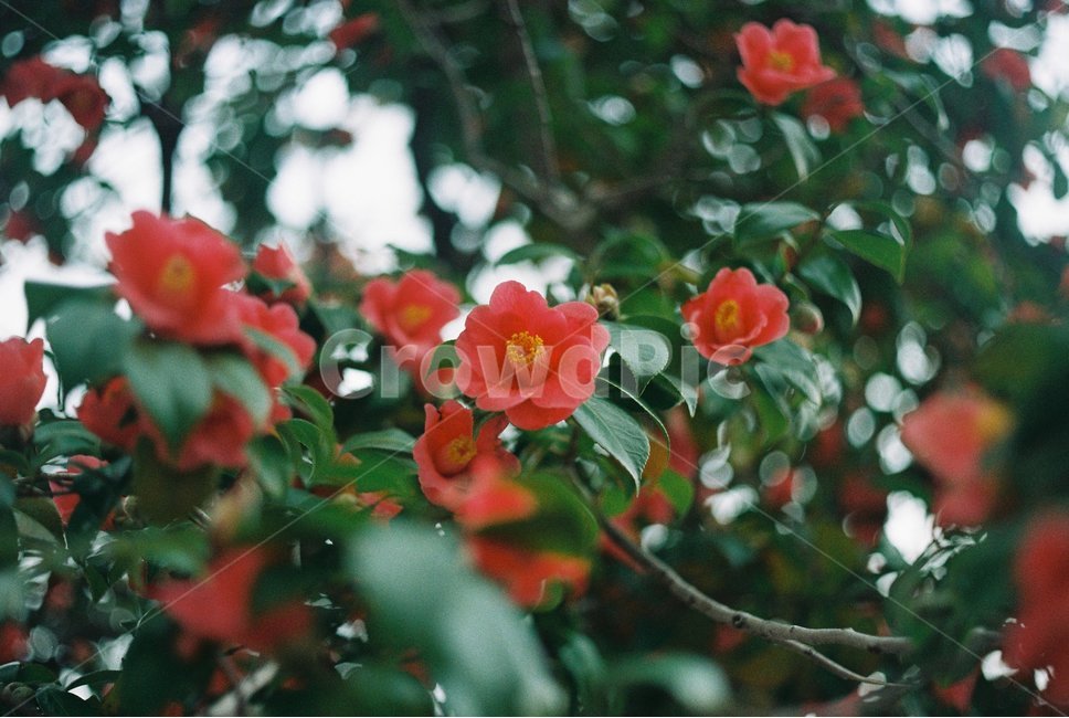 꽃,동백꽃,동백,flower,camellia,필름,필름카메라,필름사진,filmcamera,filmphoto,film,식물,자연,plants,nature,꽃,flower,감성,sensible,feeling