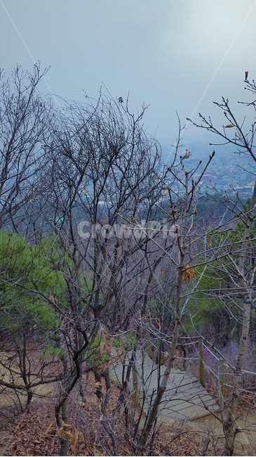 산,계단,등산로,숲,나무,풍경,식물,자연,plants,nature,자연,풍경,nature,landscape