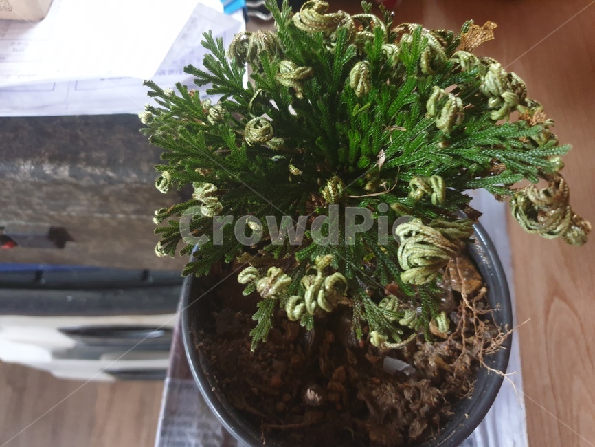 plant,식물,pottedplant,pottery,vase,jar