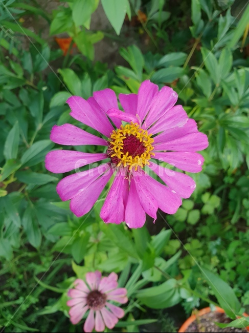 plant,식물,꽃,핑크,싱그런,식물,자연,plants,nature,꽃,flower
