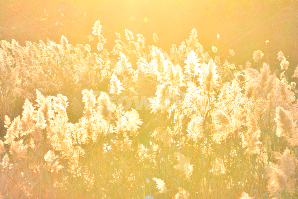 갈대밭,식물,가을배경,가을느낌,가을분위기,autumn,갈대꽃,야생화,plant,습지식물,배경,바탕,백그라운드,feeling,emotional,sensible,감성사진,sunlight,햇빛,빛,해질무렵,노을,석양,가을,계절,fall,autumn,season