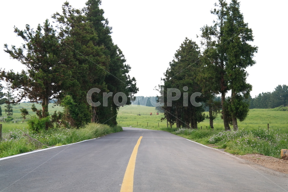 road,도로,아스팔트,제주도,길,길거리,고속도로,freeway,tarmac,highway,찻길,보도,중앙선,나무,tree,관광,가로,풍경,배경