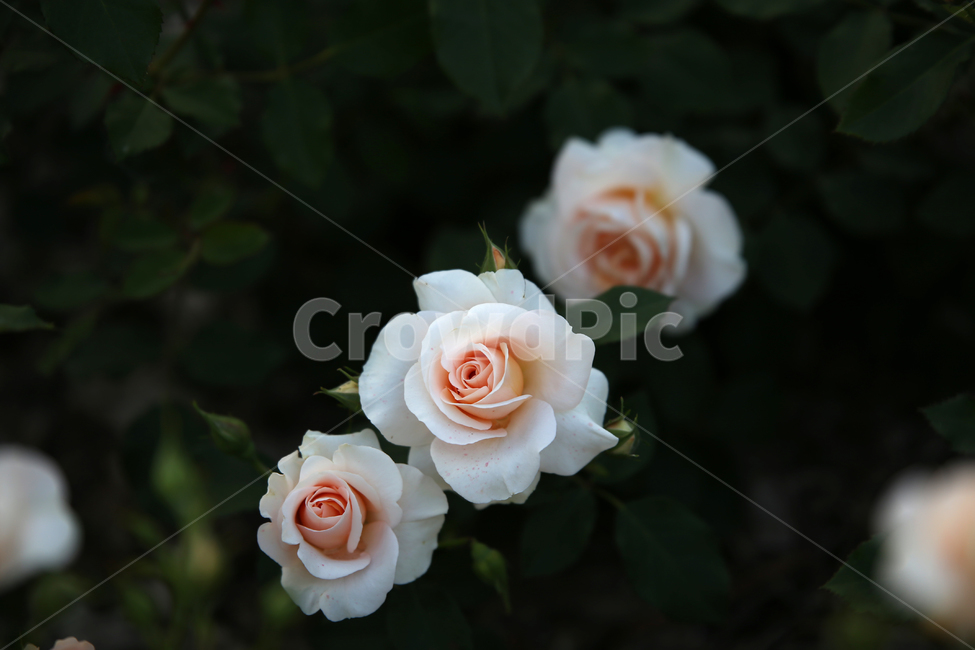 장미,꽃,rose,감성,flower,하얀,하얀장미