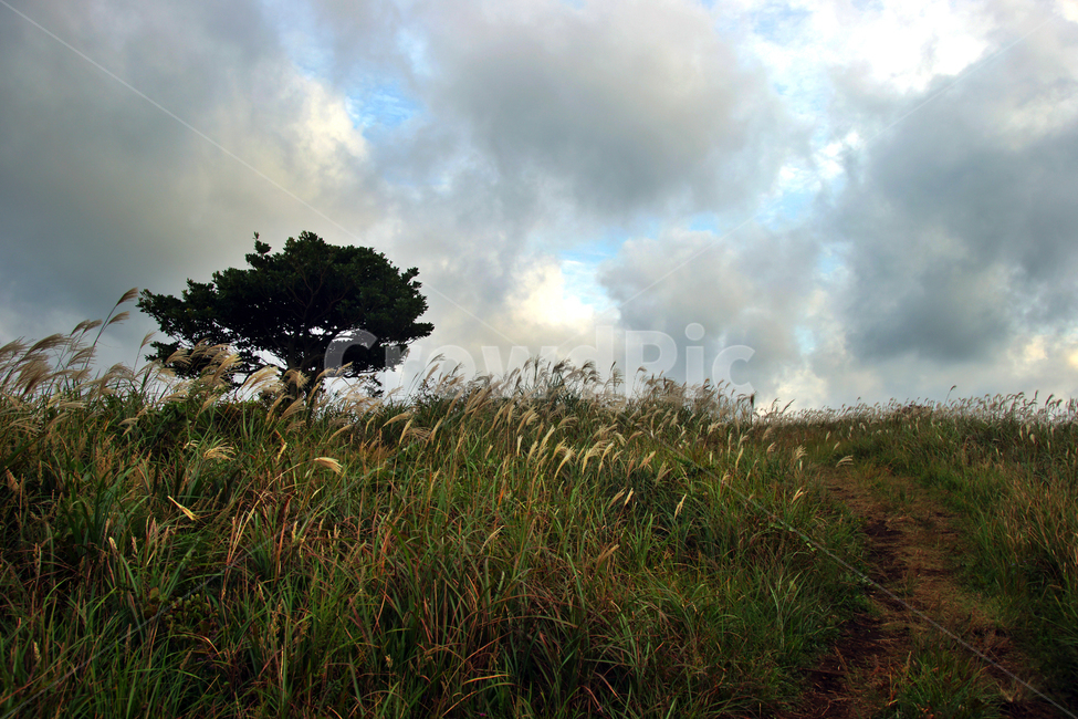 나무,한그루,구름,흰구름,억새,자연,계절,가을,계절,fall,autumn,season,자연,풍경,nature,landscape,grassland,목초지,field,들,outdoors,옥외,plant,식물,grass,잔디