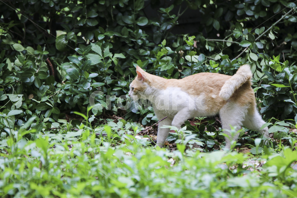 고양이,치즈냥,길고양이,길냥이,애완동물,반려동물,동물,cat,자연,동물,animal,포유류,mammal,고양이,cat,kitten,kitty