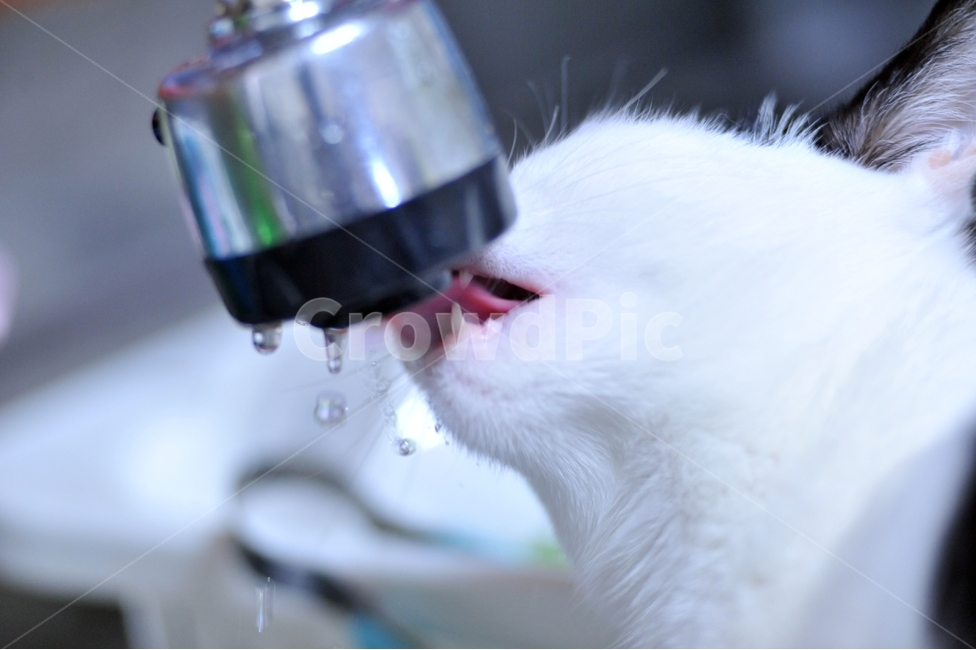 수도,물,음료,고양이,애묘,수돗물,동물,animal,포유류,mammal,고양이,cat,kitten,kitty