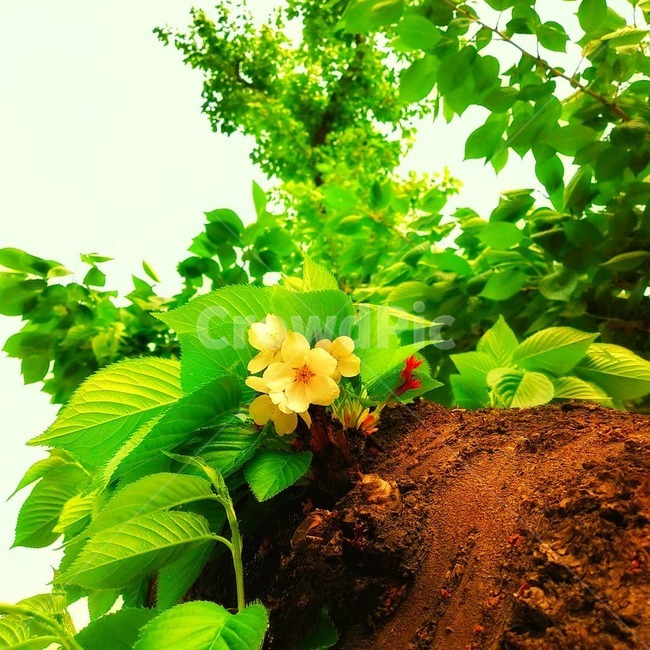 cherryblossom,벚꽃,여름,summer,나무,잎,leaf,plant,식물,식물,자연,plants,nature,꽃,flower