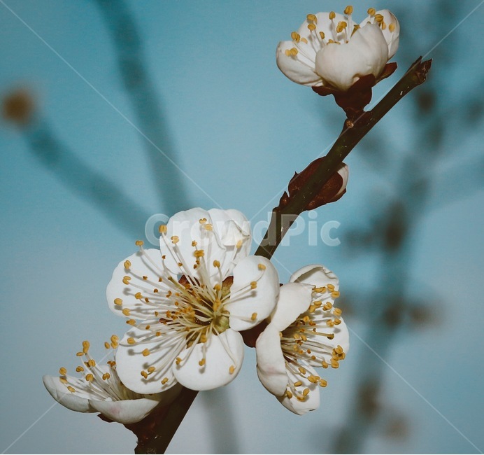 매화,매화꽃,봄,매실나무,감성,봄,계절,spring,season,식물,자연,plants,nature,꽃,flower,감성,sensible,feeling,plant