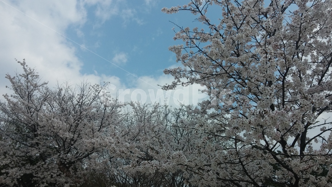 벚꽃,봄벚꽃풍경,자연풍경,벚꽃과하늘,직동공원벚꽃