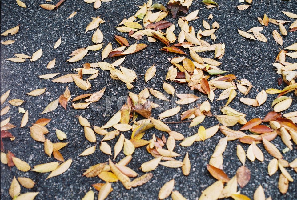 낙엽,바스락,가을,겨울,땅,가을,계절,fall,autumn,season