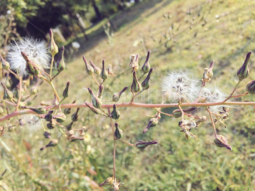 씨앗,홀씨,들꽃,가을,seed