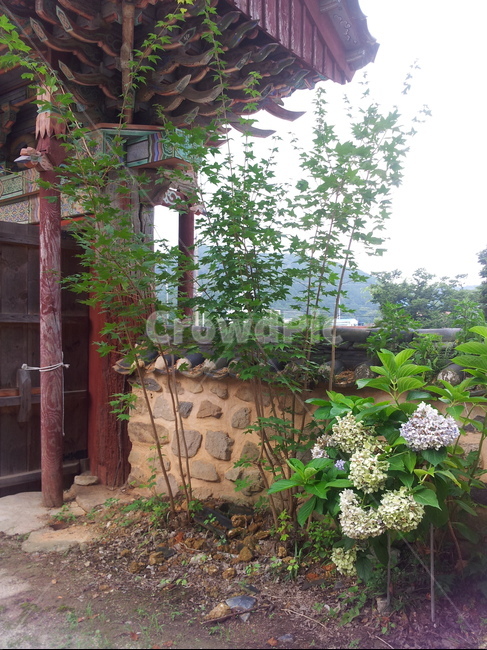 수국,송광사,복자개단풍,담장,전통,기둥,용머리,한국전통,한국문화,korean traditional,korean culture,식물,자연,plants,nature,꽃,flower