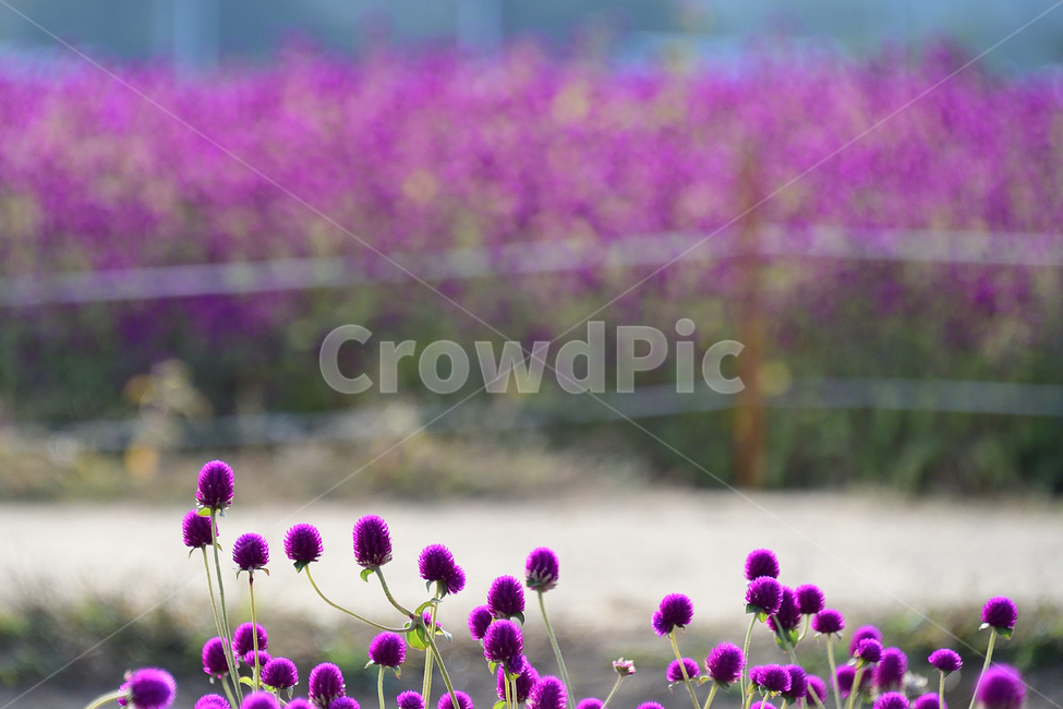 천일홍,천일홍축제장,꽃,양주,나리공원,식물,자연,plants,nature,꽃,flower