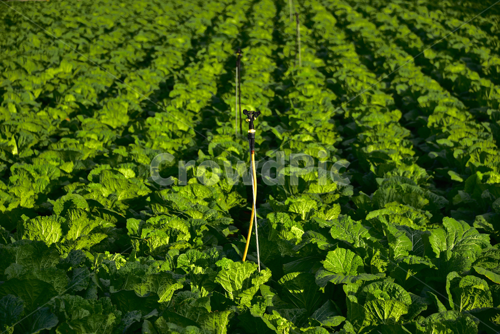 시골,배추,농사,countryside,farm,green,초록,식물,plant,식물,자연,plants,nature