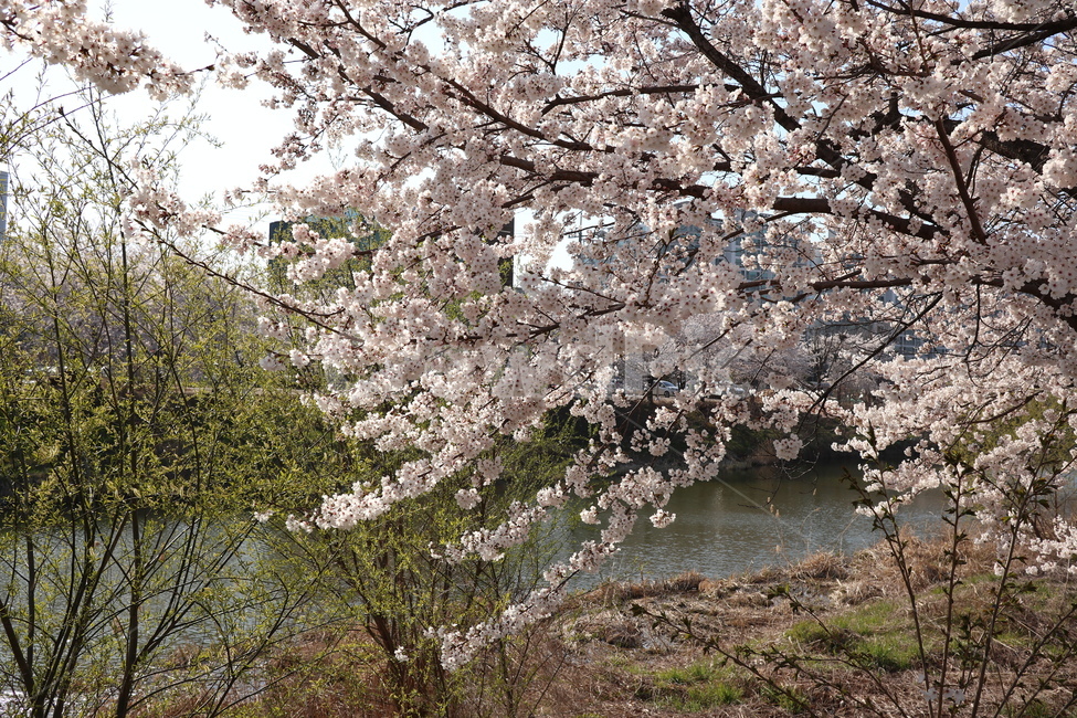 벚꽃,봄,벚꽃축제,황구지천,수원,꽃길,공원,식물,자연,plants,nature,꽃,flower