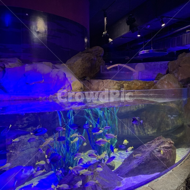 아쿠아리움,수족관,물고기,fish,aquarium