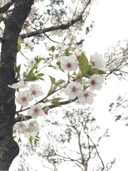 flower,자연,플라워,식물,꽃,봄,계절,spring,season,식물,자연,plants,nature,꽃,flower,plant