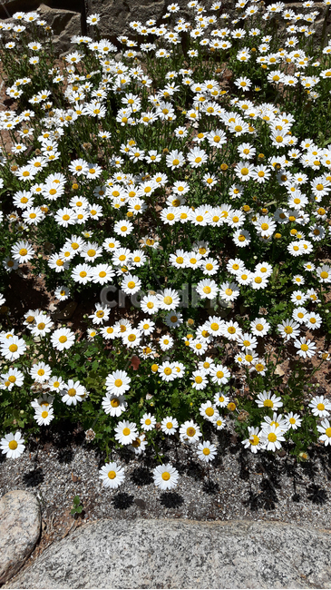 소국,나무,식물,꽃,꽃밭,화단,국화,blossom,flower,tree,plant,ornament,장식,단합,함께,산책,꽃,flower