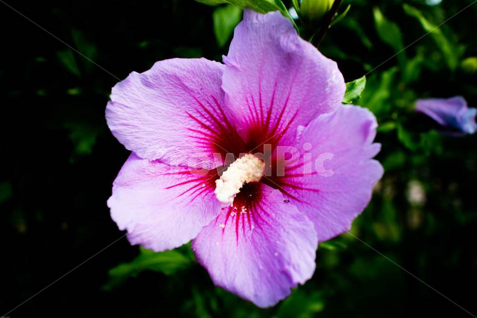 꽃,무궁화,우리나라꽃,식물,flower,무궁화꽃,국화,나무,삼일절,애국심,야생화,대한민국의상징,속씨식물,아욱과,나라꽃,씨앗,열매,꽃잎,붉은색,무궁화정신,쌍떡잎식물,근화,흰색,연분홍색,분홍색,단체수술,공원,조경,무궁화과,식물,자연,plants,nature,꽃,flower