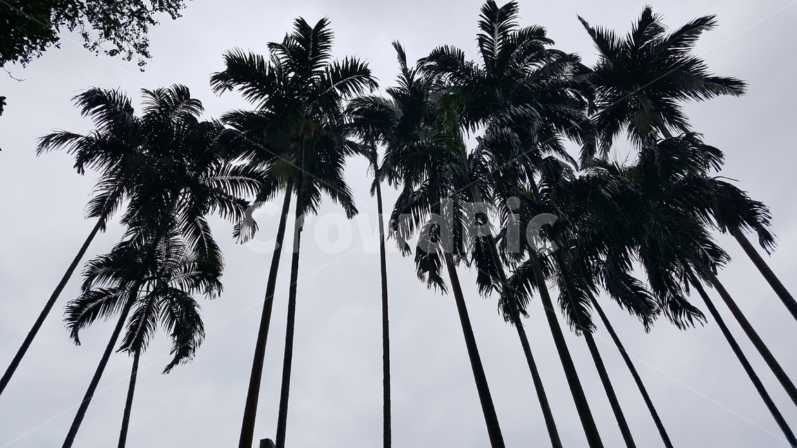 야자수,palm,tree,열대지방,야자나무,해외,외국,싱가포르,singapore,공원,park