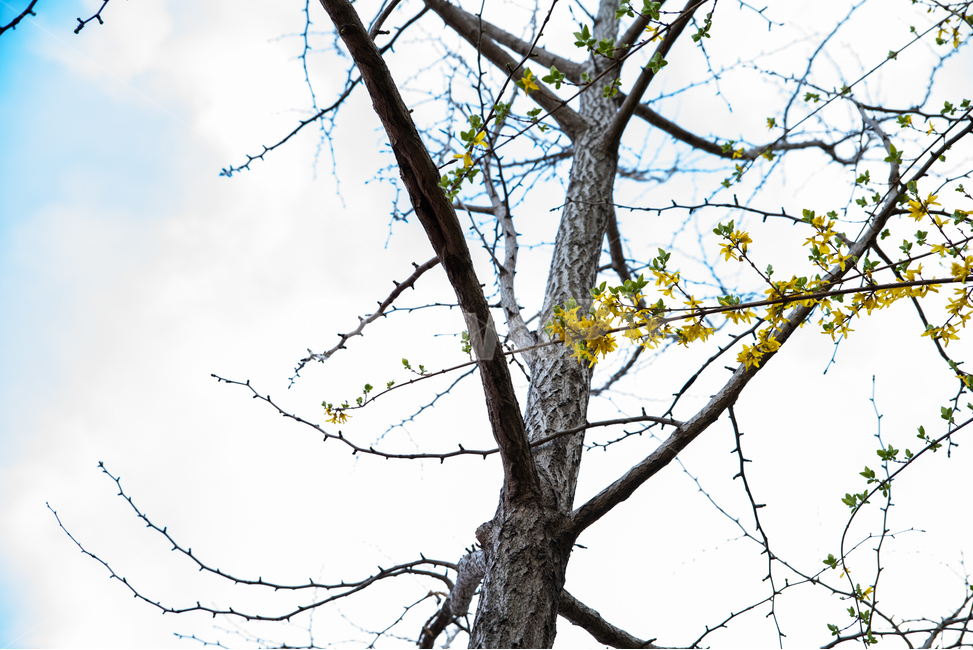 풍경,꽃,나무,감성,feel,feeling,flower,벚꽃,봄,계절,spring,season,tree,plant,식물,tree trunk,나무 줄기