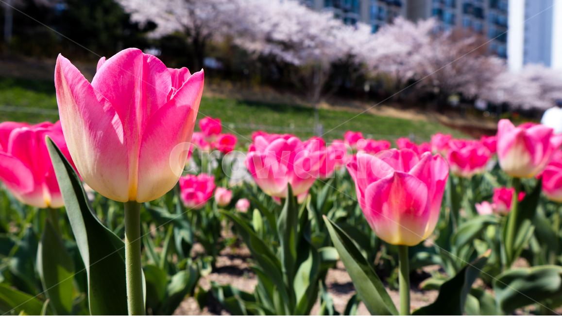 튤립,봄,봄꽃,튤립축제,spring,season,식물,자연,붉은색,red,flower,redflower,pink,pinkflower,feeling,korea,plant,tulip,핑크색,화려한,화사한,축제
