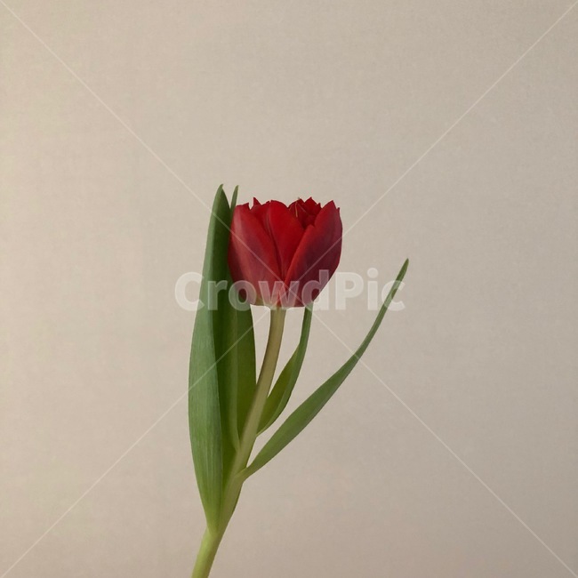 plant,식물,flower,blossom,꽃,튤립,겹튤립,색감,자연,감성,색채,feeling,sensible,배경,봄,봄꽃,시즌,이벤트,백그라운드,그림,수채화,컨셉,콘셉,식물,자연,plants,nature,꽃,flower
